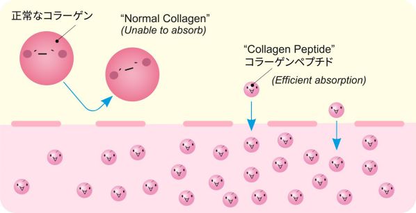 Cơ chế tác động của 82X Collagen Premium