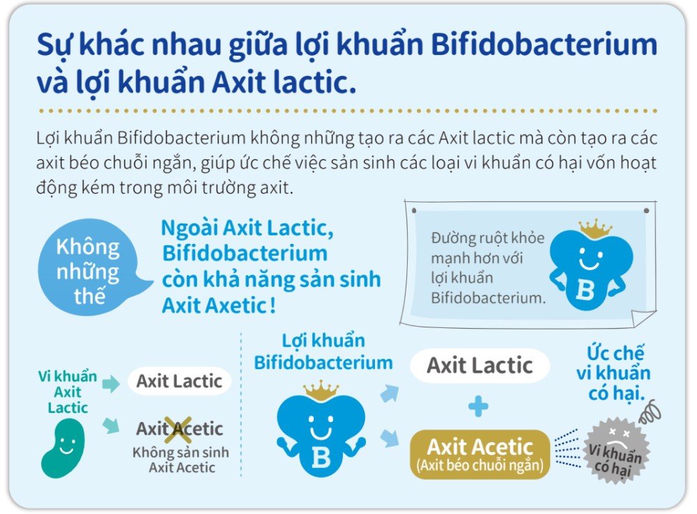 Sự khác biệt giữa lợi khuẩn Bifidobacterium và lợi khuẩn Axit lactic